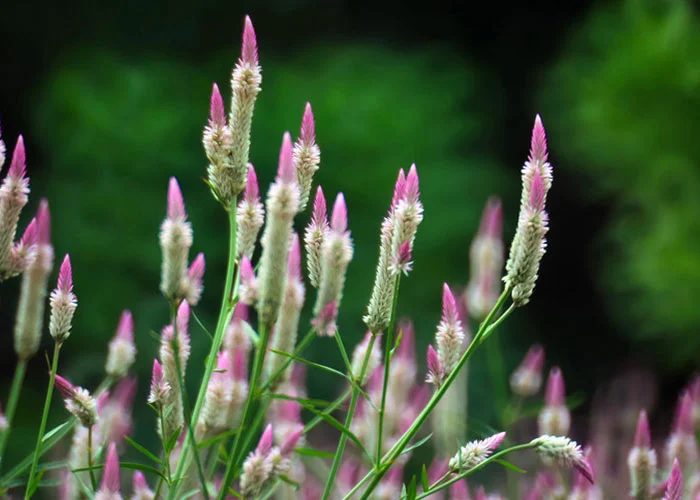 Celosia argentea