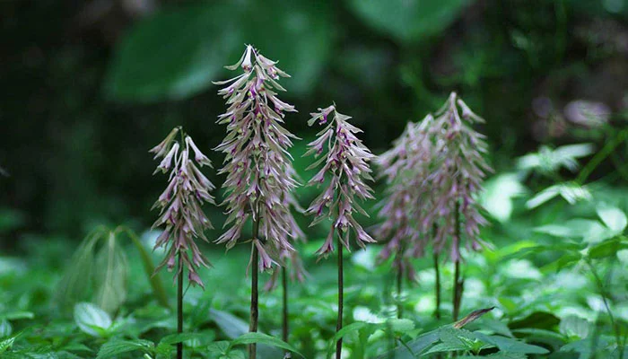 Cremastra appendiculata