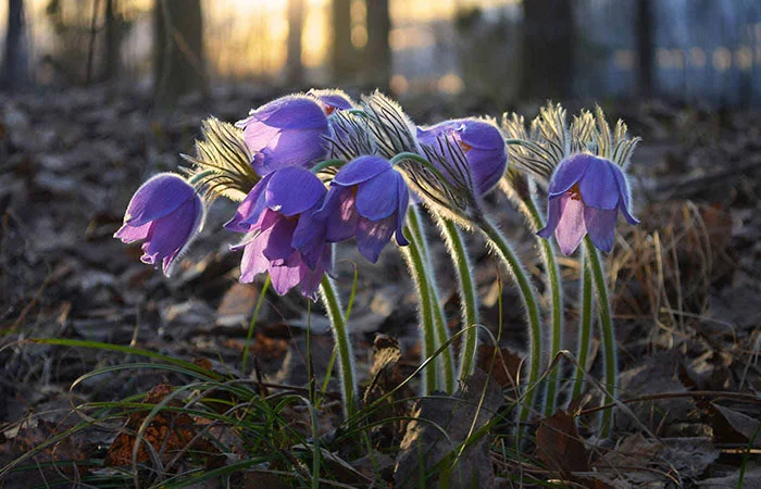 Pulsatilla chinensis