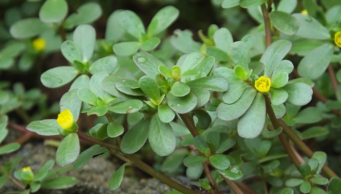 Purslane