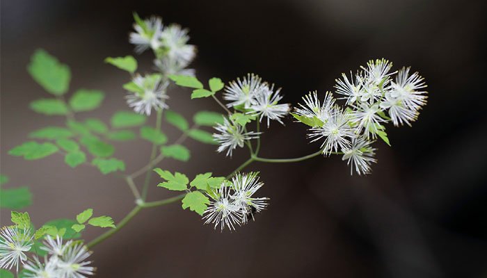 Thalictrum