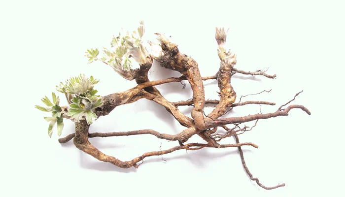 Bai Tou Weng (Radix Pulsatillae)