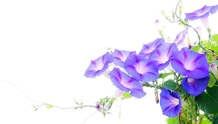 Qian Niu Zi Morning Glory Seed Uses Benefits Side Effects Warnings