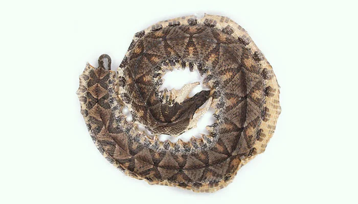 Chinese Moccasin (Qi She or Bai Hua She)