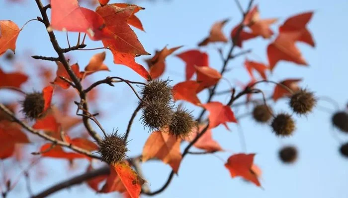 Liquidambar formosana