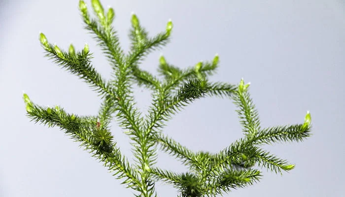 Lycopodium japonicum