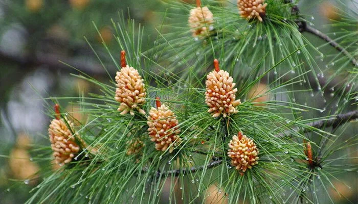 pinus massoniana