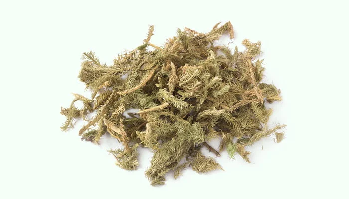 Shen Jin Cao (Lycopodium Japonicum)