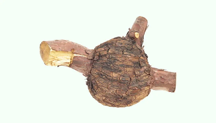 You Song Jie (Lignum Pini Nodi)