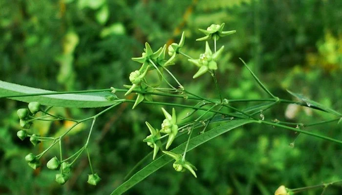 Cynanchum paniculatum