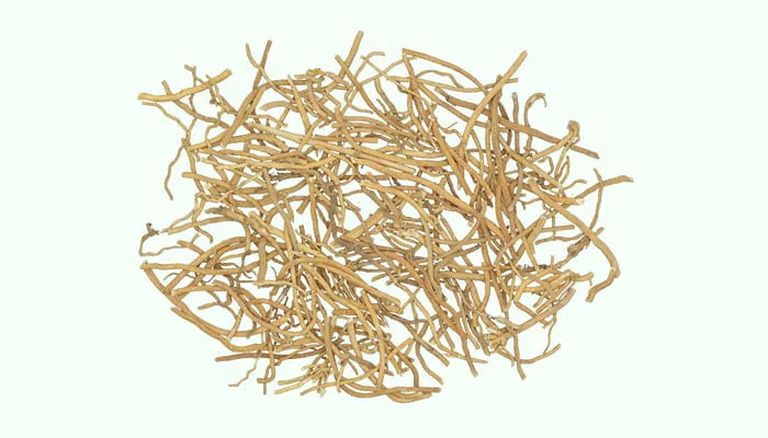 Xu Chang Qing (Radix et Rhizoma Cynanchi Paniculati)