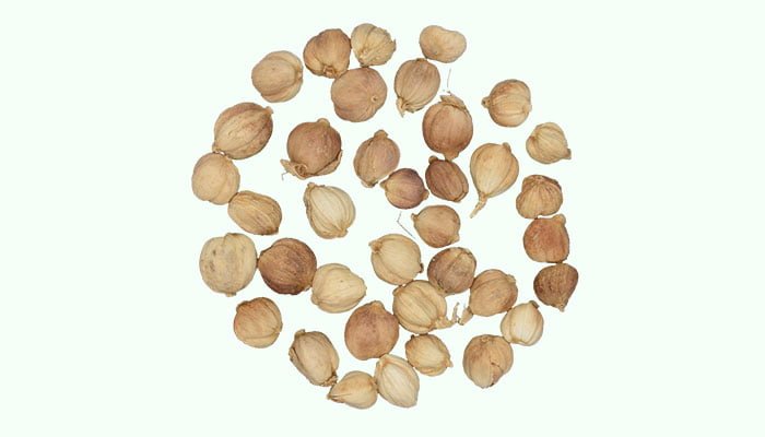 Bai Dou Kou (Fructus Amomi Rotundus)