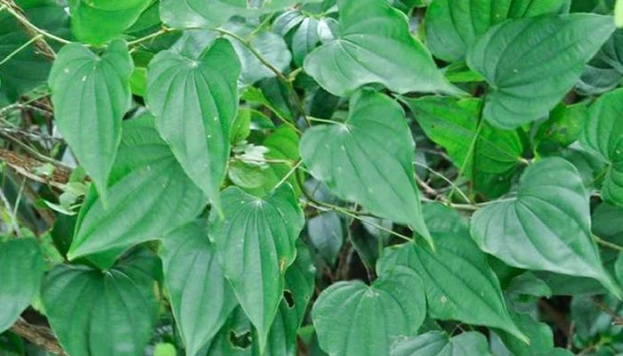 Dioscorea collettii var. hypoglauca Palibin
