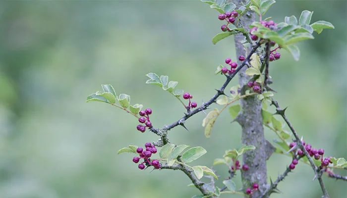 Zanthoxylum bungeanum