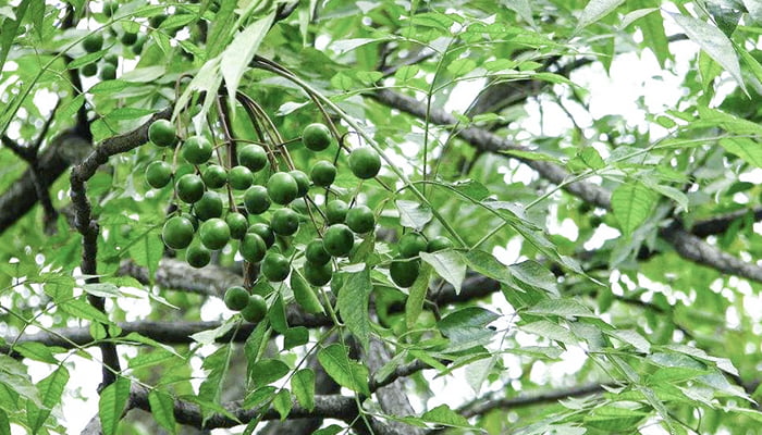 Melia toosendan Sieb.et Zucc